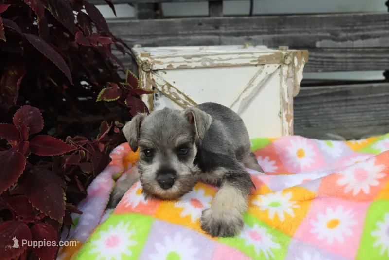Lane – Miniature Schnauzer puppy for sale in Topeka, IN