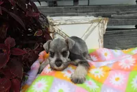 Lane, a male Miniature Schnauzer for sale in Topeka, IN – 3 of 6