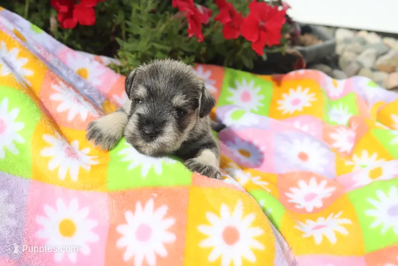 Landon – Miniature Schnauzer puppy for sale in Topeka, IN