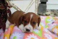 mitch, a male Miniature Dachshund for sale in Topeka, IN – 4 of 6