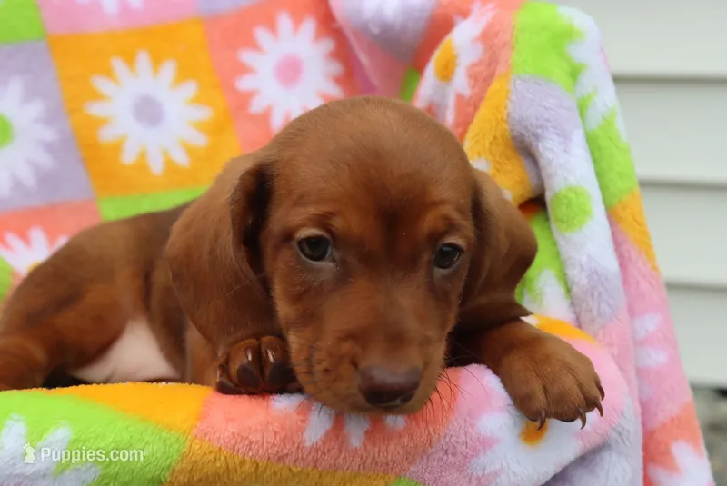 michelle – Miniature Dachshund puppy for sale in Topeka, IN