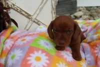 Mike, a male Miniature Dachshund for sale in Topeka, IN – 2 of 3