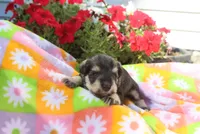 Lilla, a female Miniature Schnauzer for sale in Topeka, IN – 3 of 3