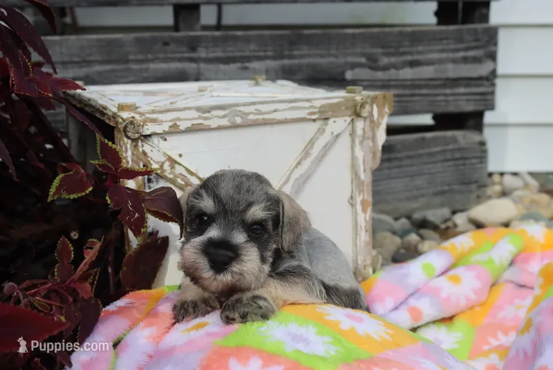 Landon – Miniature Schnauzer puppy for sale in Topeka, IN