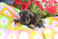 Lizzy, a female Miniature Schnauzer for sale in Topeka, IN – 2 of 3