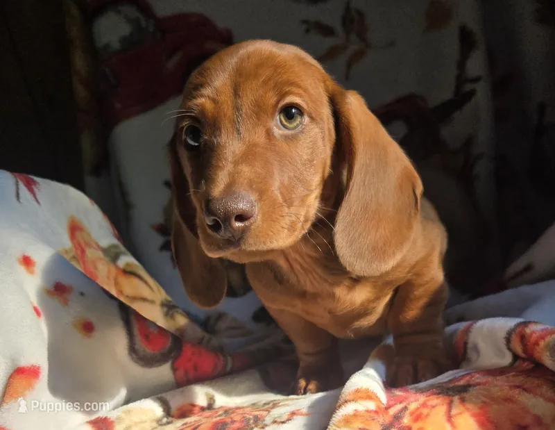 Mike – Miniature Dachshund puppy for sale in Topeka, IN