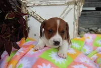 mitch, a male Miniature Dachshund for sale in Topeka, IN – 5 of 6