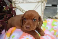 Mike, a male Miniature Dachshund for sale in Topeka, IN – 3 of 3