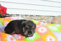 Lizzy, a female Miniature Schnauzer for sale in Topeka, IN – 1 of 3