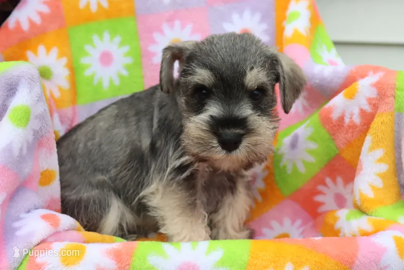 Landon – Miniature Schnauzer puppy for sale in Topeka, IN