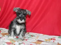 tony, a male Miniature Schnauzer for sale in Topeka, IN – Photo 2 of 7
