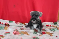 tony, a male Miniature Schnauzer for sale in Topeka, IN – Photo 4 of 7