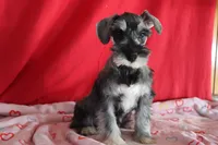 tony, a male Miniature Schnauzer for sale in Topeka, IN – Photo 1 of 7