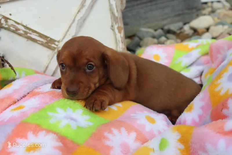 michelle – Miniature Dachshund puppy for sale in Topeka, IN