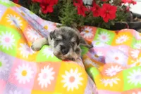 Landon, a male Miniature Schnauzer for sale in Topeka, IN – 2 of 3