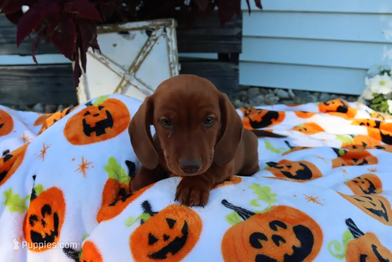 Mike – Miniature Dachshund puppy for sale in Topeka, IN