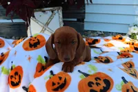Mike, a male Miniature Dachshund for sale in Topeka, IN – 2 of 6