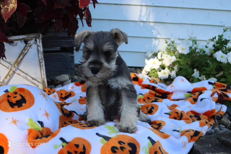 Lane – Miniature Schnauzer puppy for sale in Topeka, IN