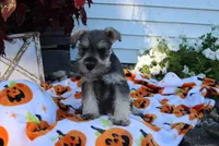 Lane, a male Miniature Schnauzer for sale in Topeka, IN – 1 of 6