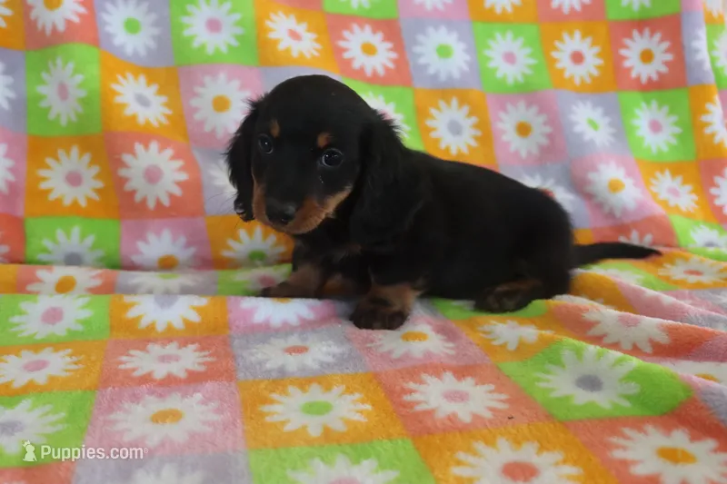 hallie – Miniature Dachshund puppy for sale in Topeka, IN