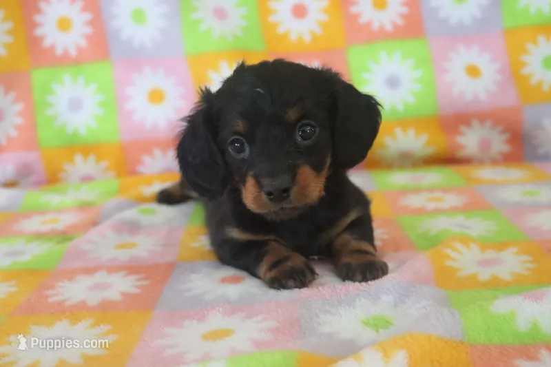 hallie – Miniature Dachshund puppy for sale in Topeka, IN