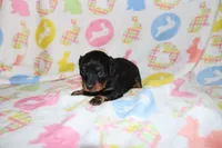 hallie, a female Miniature Dachshund for sale in Topeka, IN – Photo 3 of 3