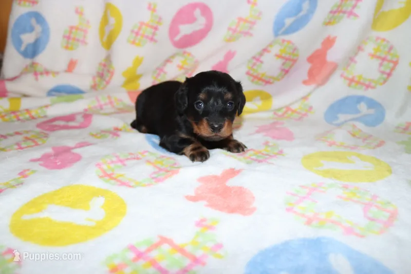 hallie – Miniature Dachshund puppy for sale in Topeka, IN