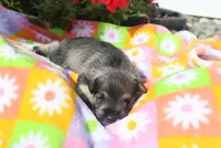 Lane, a male Miniature Schnauzer for sale in Topeka, IN – 2 of 3