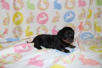 holly, a female Miniature Dachshund for sale in Topeka, IN – Photo 2 of 3