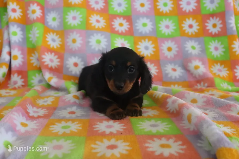 holly – Miniature Dachshund puppy for sale in Topeka, IN