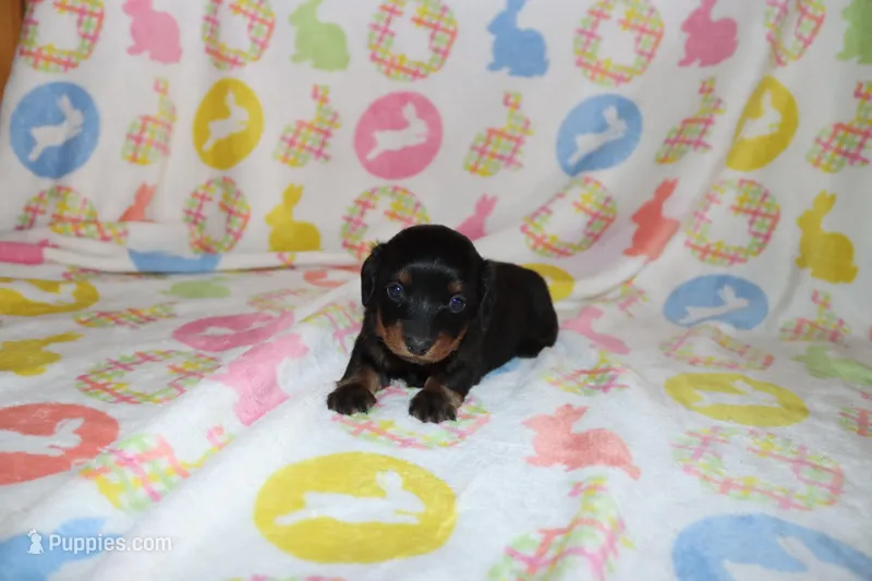 holly – Miniature Dachshund puppy for sale in Topeka, IN