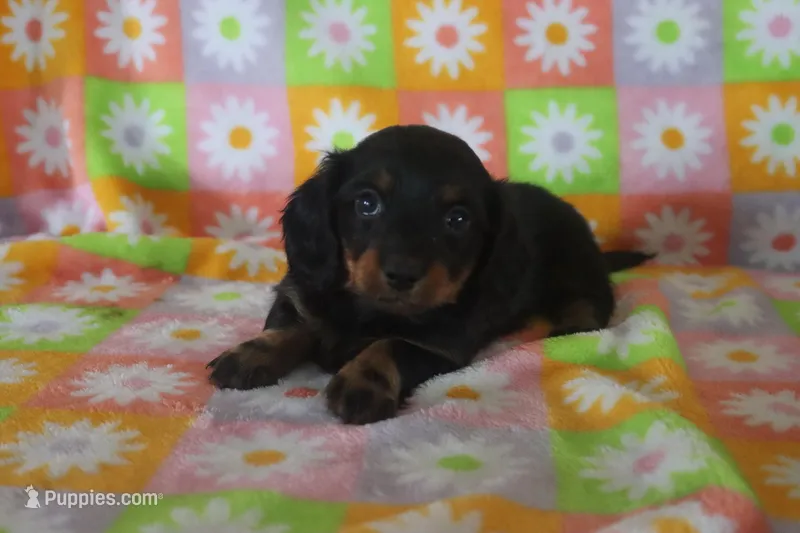 holly – Miniature Dachshund puppy for sale in Topeka, IN