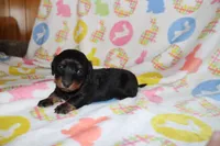 holly, a female Miniature Dachshund for sale in Topeka, IN – Photo 3 of 3