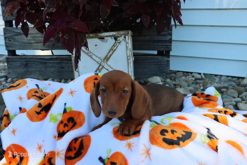 michelle – Miniature Dachshund puppy for sale in Topeka, IN
