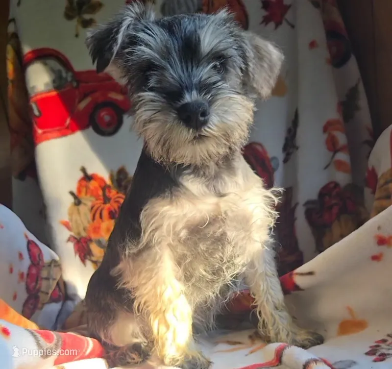 Landon – Miniature Schnauzer puppy for sale in Topeka, IN
