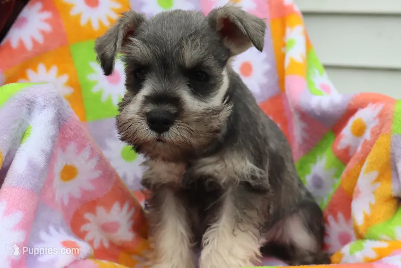 Lane – Miniature Schnauzer puppy for sale in Topeka, IN