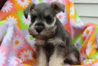 Lane, a male Miniature Schnauzer for sale in Topeka, IN – 2 of 6