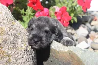 Lane, a male Miniature Schnauzer for sale in Topeka, IN – 3 of 3