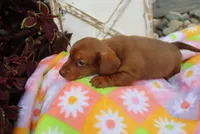 michelle, a female Miniature Dachshund for sale in Topeka, IN – 3 of 4