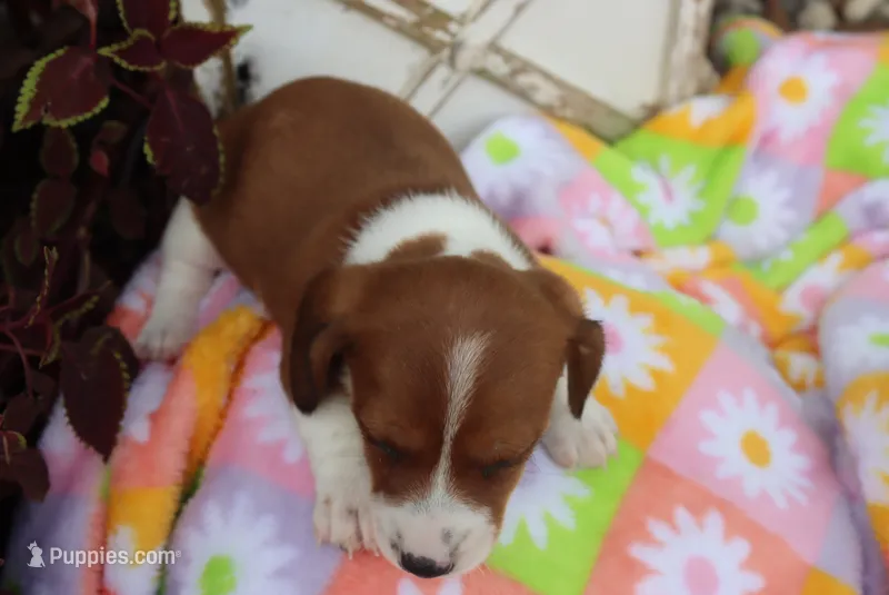 mitch – Miniature Dachshund puppy for sale in Topeka, IN