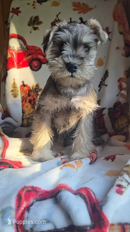 Lane – Miniature Schnauzer puppy for sale in Topeka, IN