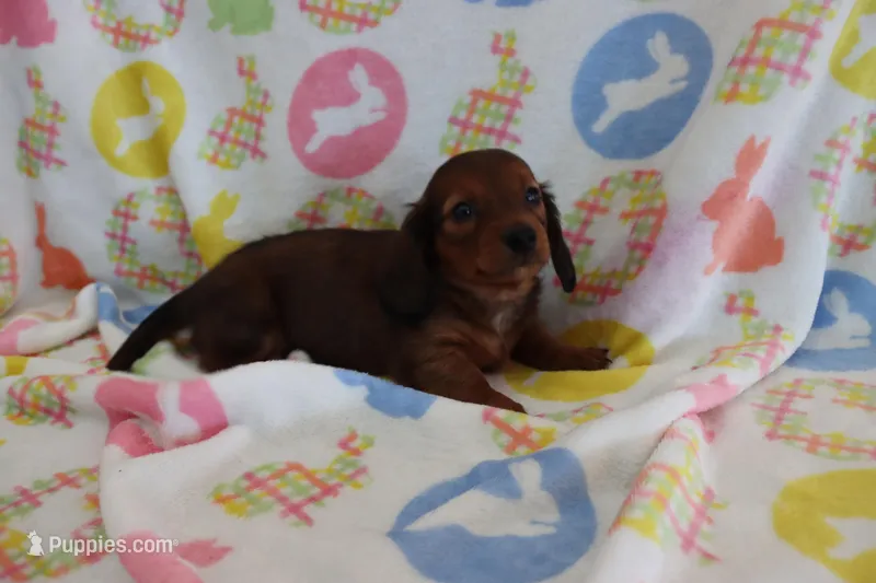 Ivan – Miniature Dachshund puppy for sale in Topeka, IN