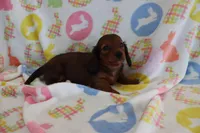 Ivan, a male Miniature Dachshund for sale in Topeka, IN – Photo 2 of 6