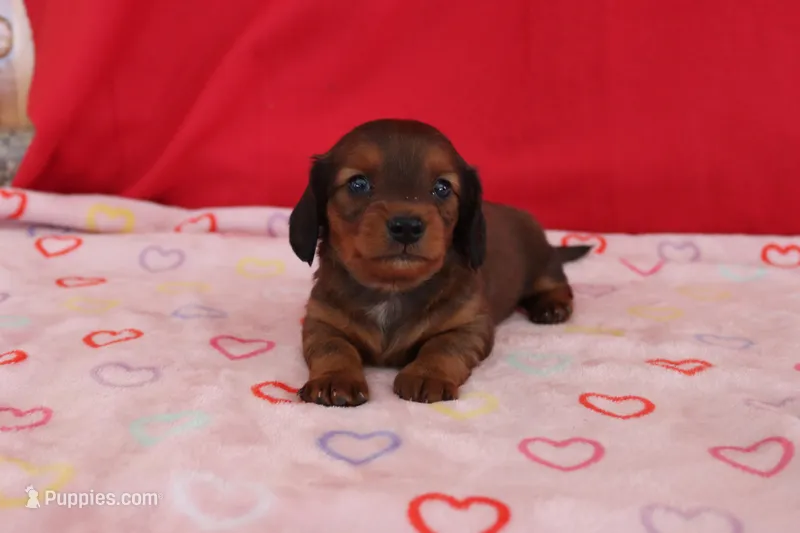 Ivan, a male Miniature Dachshund for sale in Topeka, IN – Photo 1 of 4