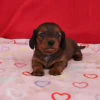 Ivan, a male Miniature Dachshund for sale in Topeka, IN – Photo 3 of 6