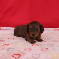 Ivan, a male Miniature Dachshund for sale in Topeka, IN – Photo 4 of 6