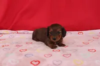 Ivan, a male Miniature Dachshund for sale in Topeka, IN – Photo 2 of 4