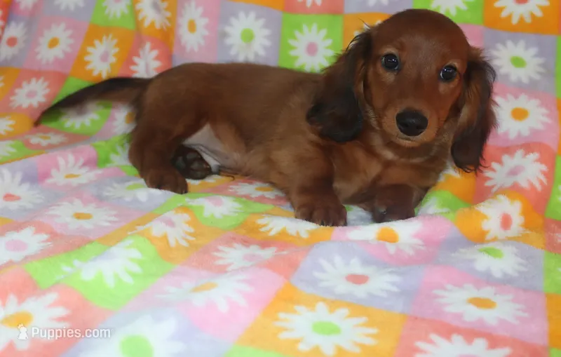 Ivan – Miniature Dachshund puppy for sale in Topeka, IN