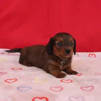 Ivan, a male Miniature Dachshund for sale in Topeka, IN – Photo 5 of 6