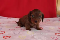 Ivy, a female Miniature Dachshund for sale in Topeka, IN – Photo 1 of 4